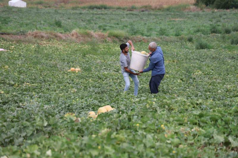 ADANA’DA 23 YILDIR AİLESİ İLE BİRLİKTE KAVUN VE KARPUZ ÜRETİMİ YAPAN FATİH YILDIRIM, TARLASINDA YETİŞTİRDİĞİ KAVUNLARI ARACIYA VE HALE GÖNDERMEK YERİNE AİLESİYLE BİRLİKTE DOĞRUDAN PAZARDA SATARAK ÜRETİCİ İLE TÜKETİCİYİ BULUŞTURUYOR.