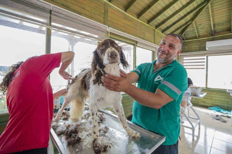 MERSİN BÜYÜKŞEHİR BELEDİYESİ KAŞLI HAYVAN BAKIMEVİ VE DOĞAL YAŞAM ALANINDA, SAHİPLENDİRİLMEYİ BEKLEYEN KÖPEKLERİN BAKIMINA DESTEK OLMAK AMACIYLA PET KUAFÖRLER VE HAYVANSEVERLER BİR ARAYA GELDİ.