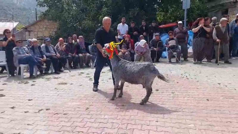 Mut’ta ’keçi güzellik yarışması’ düzenlendi