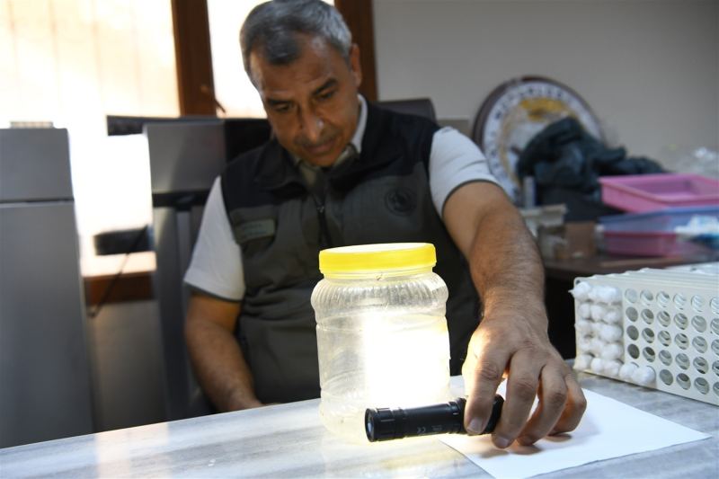 Yeşil vatanın sessiz koruyucuları laboratuvarda yetiştiriliyor