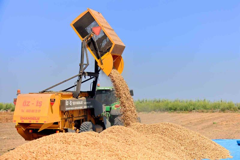 TÜRKİYE'NİN EN ÇOK YER FISTIĞI ÜRETİLEN KENTİ ADANA'DA SAHİL KESİMLERİNDE SEZONUN İLK HASADI BAŞLADI. DEKAR BAŞINA 500-600 KİLOGRAM REKOLTE ALINIRKEN KENT GENELİNDE 135 BİN TON REKOLTE HEDEFLENİYOR.