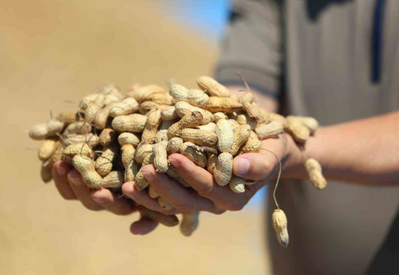TÜRKİYE'NİN EN ÇOK YER FISTIĞI ÜRETİLEN KENTİ ADANA'DA SAHİL KESİMLERİNDE SEZONUN İLK HASADI BAŞLADI. DEKAR BAŞINA 500-600 KİLOGRAM REKOLTE ALINIRKEN KENT GENELİNDE 135 BİN TON REKOLTE HEDEFLENİYOR.