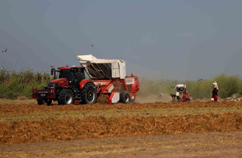 TÜRKİYE'NİN EN ÇOK YER FISTIĞI ÜRETİLEN KENTİ ADANA'DA SAHİL KESİMLERİNDE SEZONUN İLK HASADI BAŞLADI. DEKAR BAŞINA 500-600 KİLOGRAM REKOLTE ALINIRKEN KENT GENELİNDE 135 BİN TON REKOLTE HEDEFLENİYOR.