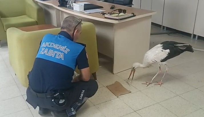 Mersin’de yaralı halde bulunan leylek koruma altına alındı