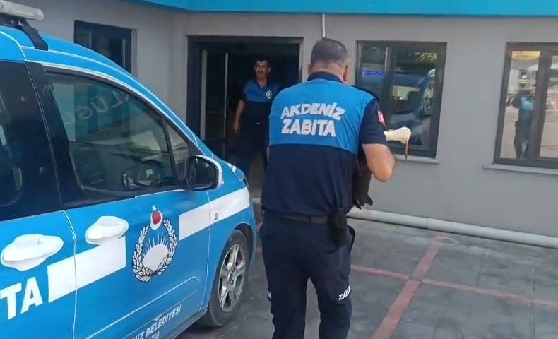 MERSİN’İN AKDENİZ İLÇESİNE BAĞLI KAZANLI MAHALLESİ’NDE BİR İŞ YERİNİN BAHÇESİNDE YARALI HALDE BULUNAN LEYLEK, ZABITA EKİPLERİNCE KORUMA ALTINA ALINARAK TEDAVİ EDİLMEK ÜZERE DOĞA KORUMA VE MİLLİ PARKLAR EKİPLERİNE TESLİM EDİLDİ.