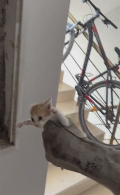 HAVALANDIRMA BOŞLUĞUNA DÜŞEN 3 YAVRU KEDİYİ İTFAİYE KURTARDI