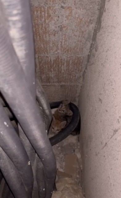 HAVALANDIRMA BOŞLUĞUNA DÜŞEN 3 YAVRU KEDİYİ İTFAİYE KURTARDI