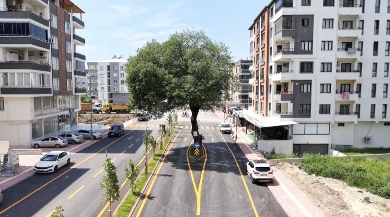 DEDEDEN MİRAS ASIRLIK AĞACI KESMEDİLER, YOLUN ORTASINDA KORUDULAR
