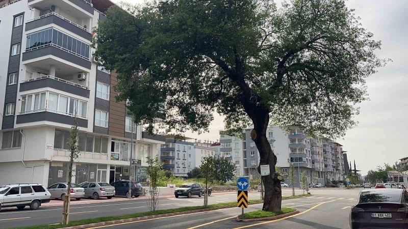 DEDEDEN MİRAS ASIRLIK AĞACI KESMEDİLER, YOLUN ORTASINDA KORUDULAR