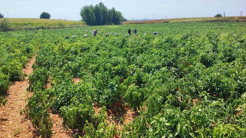 ADANA'DA BİR BİBER TARLASINA GECE SAATLERİNDE GİREN HIRSIZLAR, YAKLAŞIK 1 TON SALÇALIK KIRMIZI BİBERİ ÇALARAK KAYIPLARA KARIŞTI. TARLA SAHİBİ, "HIRSIZLAR BİBERİ BİZDEN ÖNCE HASAT ETMEYE BAŞLADI" DİYE TEPKİ GÖSTERDİ.