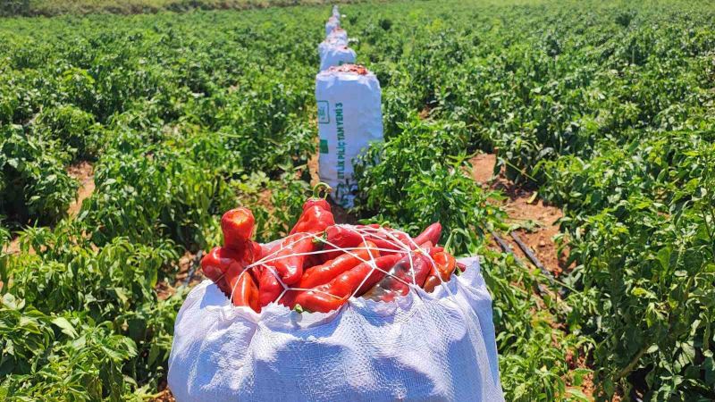 ADANA'DA BİR BİBER TARLASINA GECE SAATLERİNDE GİREN HIRSIZLAR, YAKLAŞIK 1 TON SALÇALIK KIRMIZI BİBERİ ÇALARAK KAYIPLARA KARIŞTI. TARLA SAHİBİ İBRAHİM ÖZKAN, "HIRSIZLAR BİBERİ BİZDEN ÖNCE HASAT ETMEYE BAŞLADI" DİYE TEPKİ GÖSTERDİ.