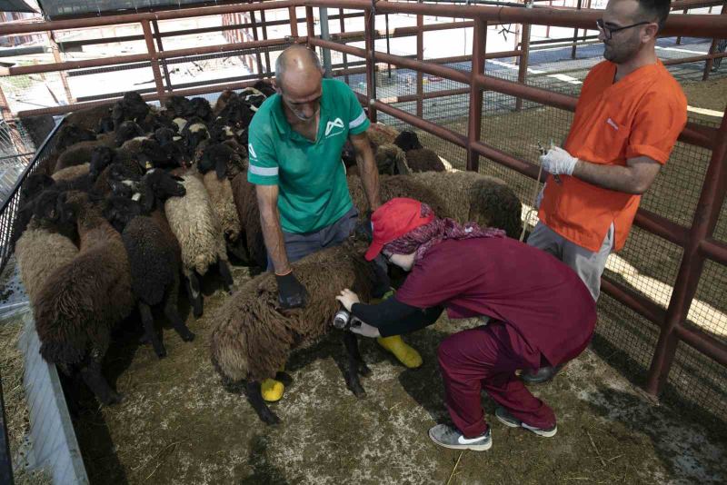 MERSİN’DE KIRSAL KALKINMAYI DESTEKLEMEK VE HAYVANCILIKLA UĞRAŞAN YETİŞTİRİCİLERİN ÜRETİM KAPASİTESİNİ ARTIRMAK AMACIYLA SÜRDÜRÜLEN ‘HADİ GEL KÖYÜMÜZE DESTEK VERELİM’ PROJESİ 7. YILINA ULAŞTI. PROJE KAPSAMINDA YIL SONUNA KADAR 420 YETİŞTİRİCİYE TOPLAM 10 BİN 500 KÜÇÜKBAŞ HAYVAN İLE BİN 680 TON YEM DESTEĞİ SAĞLANMIŞ OLACAK.