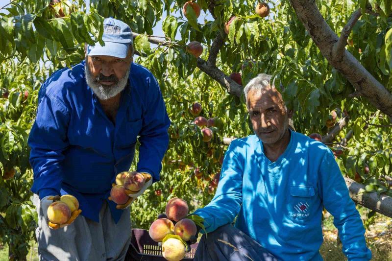 MERSİN’DE ŞEFTALİ ÜRETİCİLERİNİN ÜRÜNLERİNİ DEĞERLENDİRMEDE YAŞADIĞI SIKINTILARA DESTEK OLMAK AMACIYLA ÇİFTÇİLERDEN DOĞRUDAN ŞEFTALİ ALIMI YAPILDI.