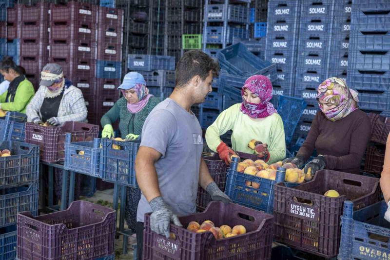 MERSİN’DE ŞEFTALİ ÜRETİCİLERİNİN ÜRÜNLERİNİ DEĞERLENDİRMEDE YAŞADIĞI SIKINTILARA DESTEK OLMAK AMACIYLA ÇİFTÇİLERDEN DOĞRUDAN ŞEFTALİ ALIMI YAPILDI.