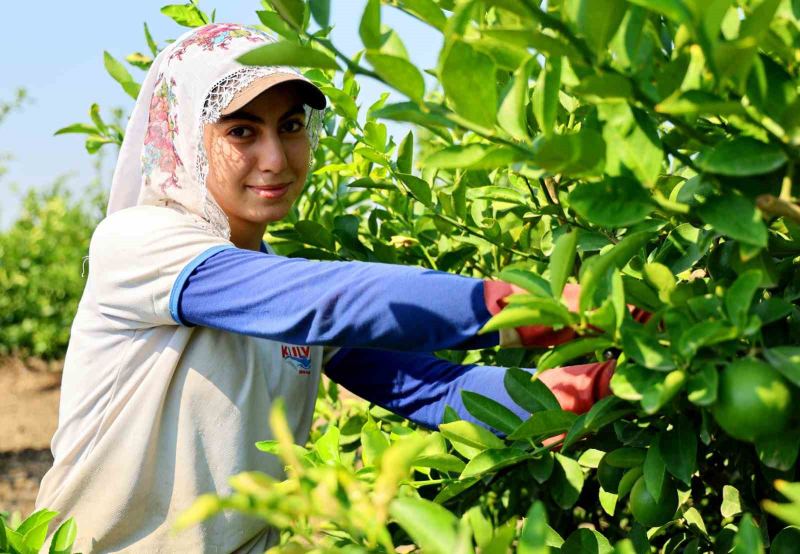 Adana’da limon hasadı başladı: Bahçede kilogramı 6-12 lira