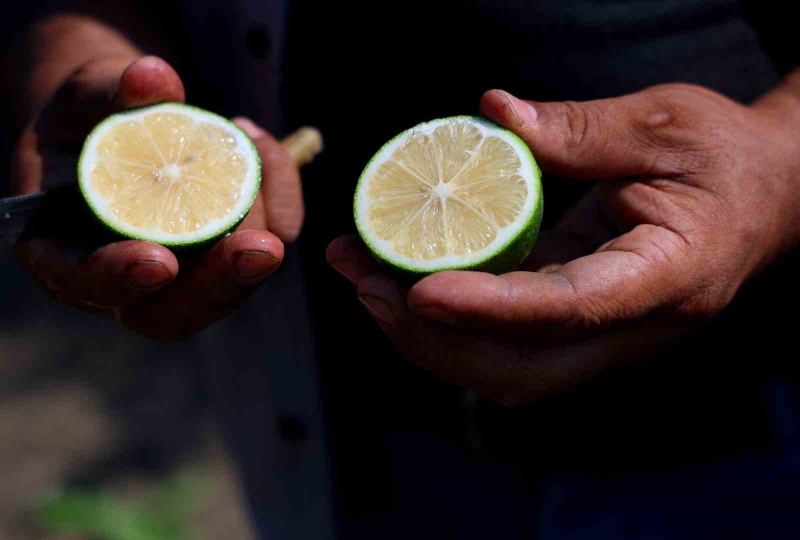 TÜRKİYE'NİN NARENCİYE ÜRETİMİNİN YÜZDE 40'INI TEK BAŞINA KARŞILAYAN ADANA'DA MAYER CİNSİ LİMONDA HASAT BAŞLADI. BAHÇEDE KİLOGRAM FİYATI BOYUNA GÖRE 6-12 LİRADAN ALICI BULAN LİMONDAN BU SENE 710 BİN TON REKOLTE BEKLENİYOR.