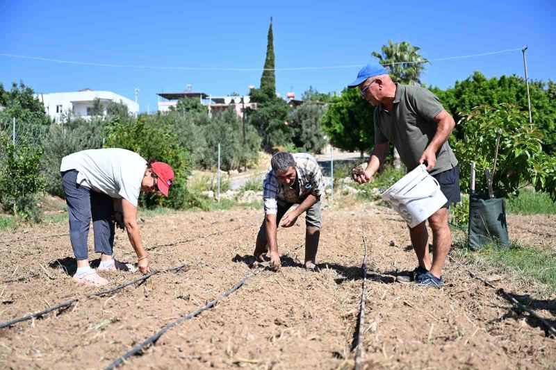 MERSİN’DE TARIMSAL ÜRETİMİN ÇEŞİTLENDİRİLMESİ VE ÜRETİCİLERİN KATMA DEĞERİ YÜKSEK ÜRÜNLERE YÖNLENDİRİLMESİ AMACIYLA 10 ÜRETİCİYE YÜZDE 100 HİBELİ TOPLAM 10 BİN ENGİNAR YUMRUSU DAĞITILDI.