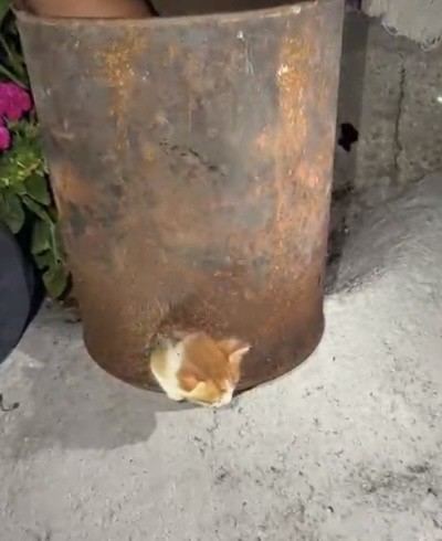 OSMANİYE’DE SOBA KOVASINA SIKIŞAN YAVRU KEDİ KURTARILDI