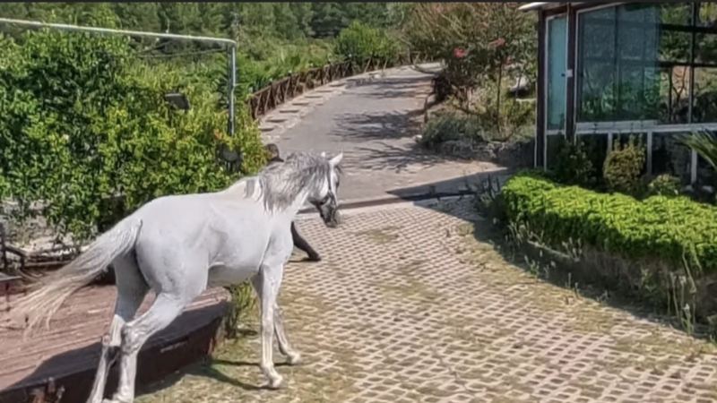 OSMANİYE’DE SOBA KOVASINA SIKIŞAN YAVRU KEDİ KURTARILDI