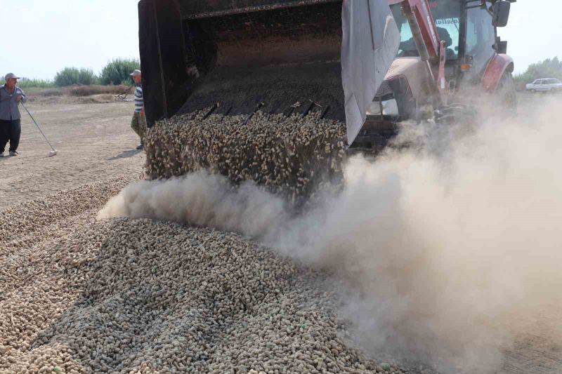 TÜRKİYE'NİN EN ÖNEMLİ YER FISTIĞI ÜRETİM MERKEZİ ADANA'DA HASAT SÜRÜYOR