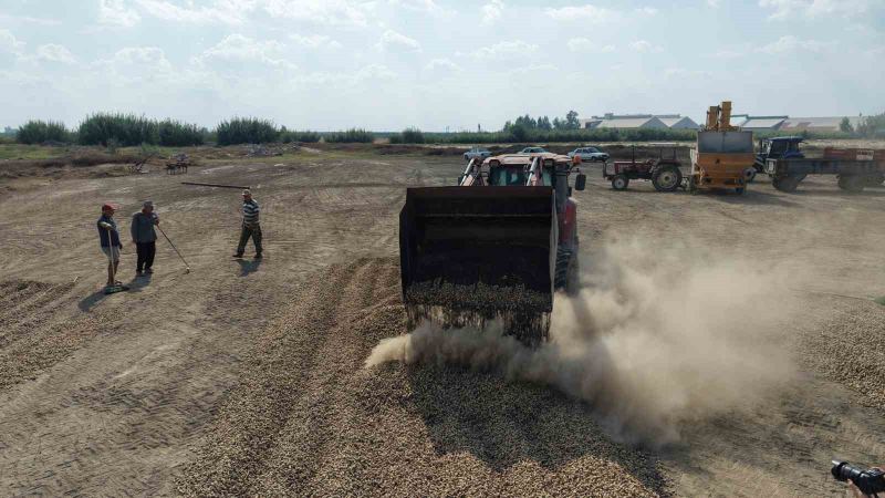 TÜRKİYE'NİN EN ÖNEMLİ YER FISTIĞI ÜRETİM MERKEZİ ADANA'DA HASAT SÜRÜYOR