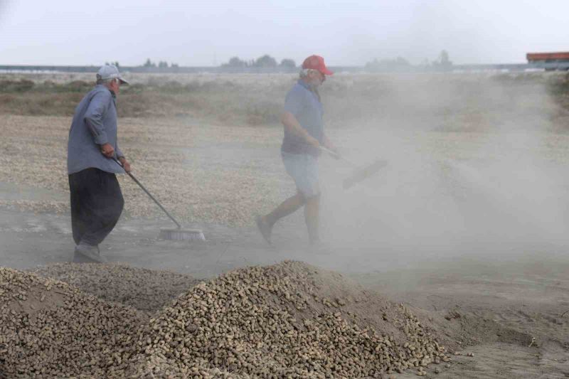 TÜRKİYE'NİN EN ÖNEMLİ YER FISTIĞI ÜRETİM MERKEZİ ADANA'DA HASAT SÜRÜYOR
