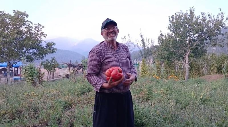 OSMANİYE’DE ATA TOHUMUNDAN 2 KİLOLUK DEV DOMATES YETİŞTİRDİ
