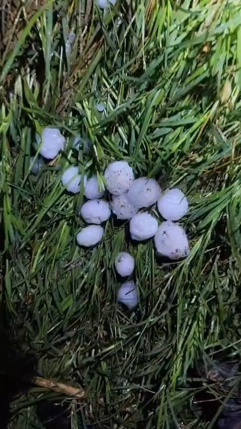ADANA'NIN MERKEZ YÜREĞİR İLÇESİNE BAĞLI YAKAPINAR MAHALLESİ'NDE GECE SAATLERİNDE ETKİLİ OLAN YUMRUK BÜYÜKLÜĞÜNDEKİ DOLU YAĞIŞI, TARIM ARAZİLERİNE ZARAR VERDİ.
