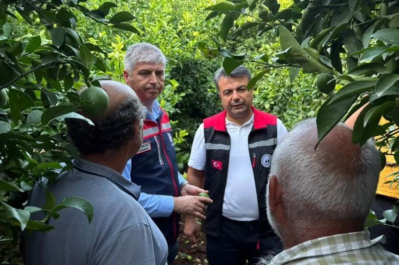 ADANA’DA ETKİLİ OLAN DOLU YAĞIŞI NARENCİYE BAŞTA OLMAK ÜZERE TARIM ÜRÜNLERİNDE ZARARA YOL AÇARKEN, İL TARIM VE ORMAN MÜDÜRLÜĞÜ EKİPLERİ HASAR TESPİT ÇALIŞMALARINA BAŞLADI.