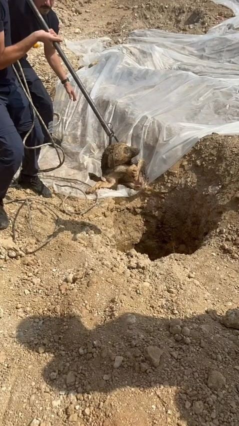 ADANA'DA İNŞAAT ŞANTİYESİNDEKİ KUYUYA DÜŞEN SAHİPSİZ KÖPEK, İTFAİYE EKİPLERİNİN HALATLI OPERASYONUYLA KURTARILDI.