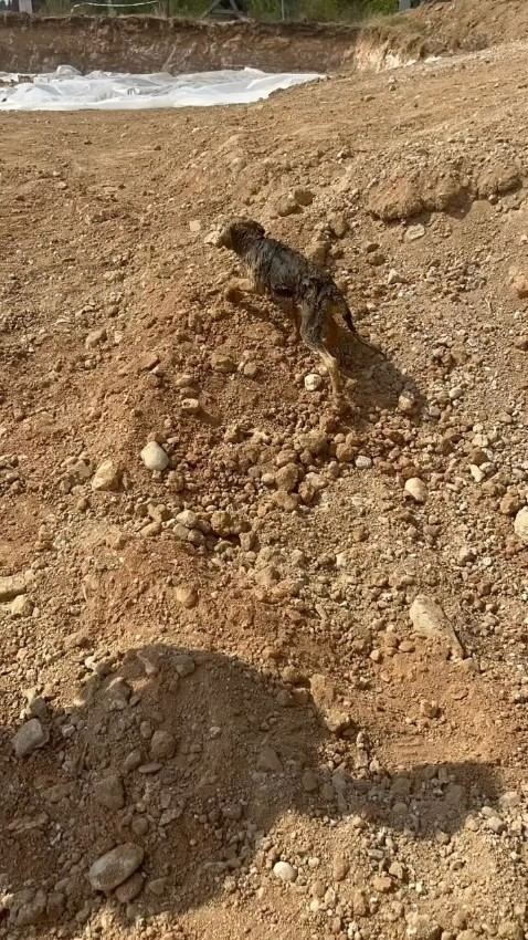 ADANA'DA İNŞAAT ŞANTİYESİNDEKİ KUYUYA DÜŞEN SAHİPSİZ KÖPEK, İTFAİYE EKİPLERİNİN HALATLI OPERASYONUYLA KURTARILDI.