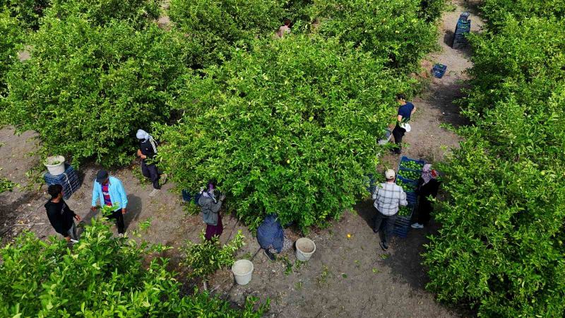 TÜRKİYE’NİN EN ÖNEMLİ LİMON ÜRETİM MERKEZLERİNDEN ADANA’DA LİMONUN İHRACAT İZNİ ÇIKTI ANCAK RUSYA-UKRAYNA SAVAŞI NEDENİYLE GEMİLERİN KARADENİZ’E GİDEMEMESİ ÜRETİCİ VE TÜCCARI ENDİŞELENDİRİYOR.