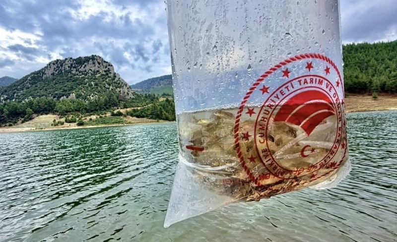 MERSİN’DE ‘SU KAYNAKLARININ BALIKLANDIRMA PROJESİ’ KAPSAMINDA 9 İLÇEDE BULUNAN 17 GÖL VE GÖLETE TOPLAM 347 BİN YAVRU SAZAN BIRAKILDI.