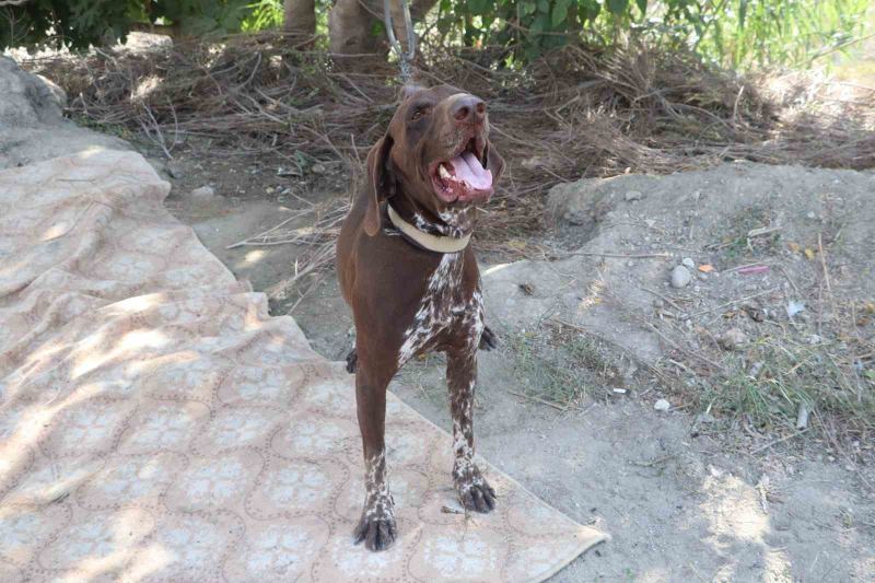 ADANA’DA BİR ÇİFTÇİNİN KÖPEĞİ, KOMŞUSU TARAFINDAN SOPAYLA DARBEDİLDİ. KÖPEĞİN SAHİBİ KOMŞUSUNDAN ŞİKAYETÇİ OLURKEN, OLAY GÜVENLİK KAMERASINA SANİYE SANİYE YANSIDI.