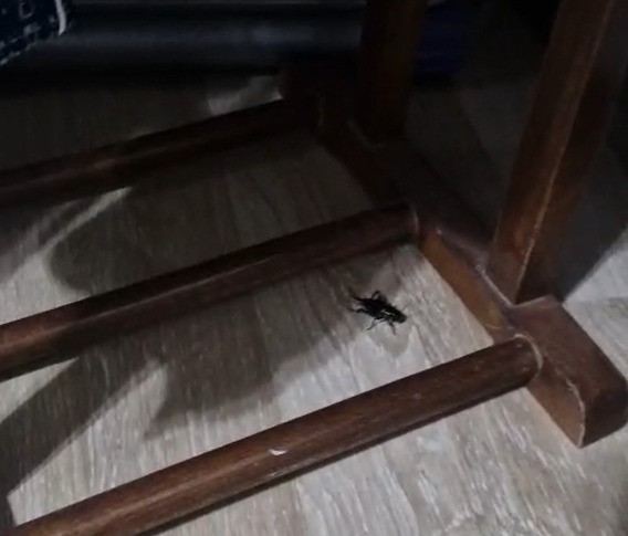 ADANA’DA ÖZELLİKLE GECE SAATLERİNDE YOĞUNLAŞAN CIRCIR BÖCEĞİ SESLERİ VATANDAŞLARIN TEPKİSİNE NEDEN OLURKEN, UZMANLAR POPÜLASYON ARTIŞINDA İKLİM DEĞİŞİKLİĞİ, BAKIMSIZ PARKLAR VE BOŞ ARAZİLERİN ETKİLİ OLDUĞUNU BELİRTTİ.
