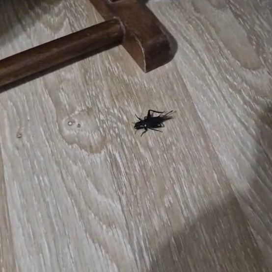 ADANA’DA ÖZELLİKLE GECE SAATLERİNDE YOĞUNLAŞAN CIRCIR BÖCEĞİ SESLERİ VATANDAŞLARIN TEPKİSİNE NEDEN OLURKEN, UZMANLAR POPÜLASYON ARTIŞINDA İKLİM DEĞİŞİKLİĞİ, BAKIMSIZ PARKLAR VE BOŞ ARAZİLERİN ETKİLİ OLDUĞUNU BELİRTTİ.