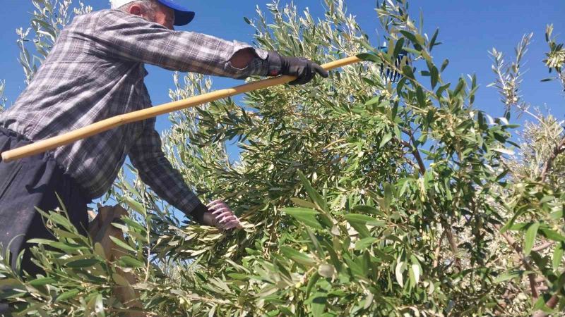 MUT İLÇESİNDE ZEYTİN HASADI BAŞLARKEN, BU YIL 269 BİN DEKAR ALANDA, TAHMİNİ 300 BİN TON ZEYTİN VE 50 BİN TON ZEYTİNYAĞI REKOLTESİ BEKLENİYOR.