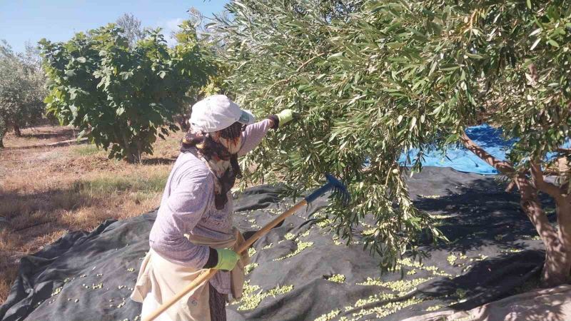 MUT İLÇESİNDE ZEYTİN HASADI BAŞLARKEN, BU YIL 269 BİN DEKAR ALANDA, TAHMİNİ 300 BİN TON ZEYTİN VE 50 BİN TON ZEYTİNYAĞI REKOLTESİ BEKLENİYOR.