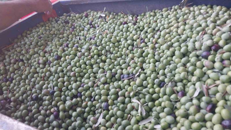MUT İLÇESİNDE ZEYTİN HASADI BAŞLARKEN, BU YIL 269 BİN DEKAR ALANDA, TAHMİNİ 300 BİN TON ZEYTİN VE 50 BİN TON ZEYTİNYAĞI REKOLTESİ BEKLENİYOR.
