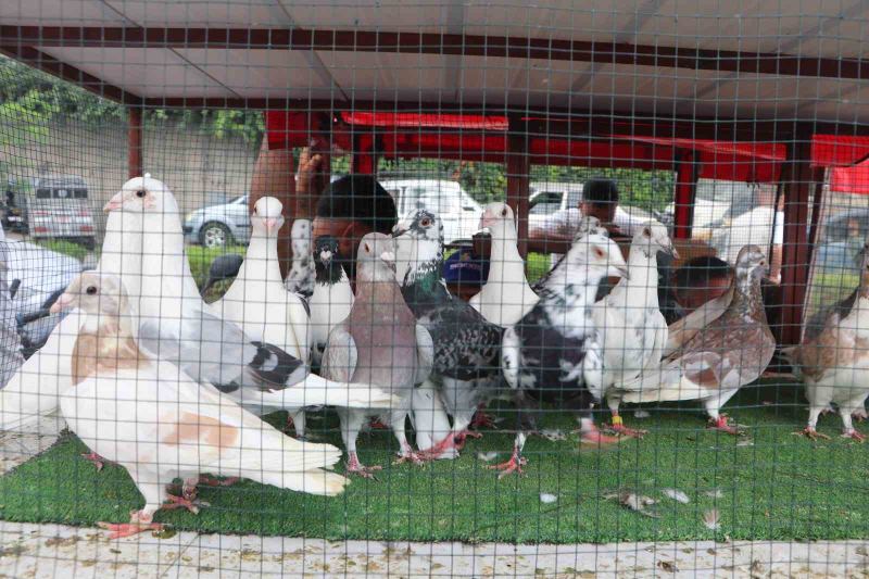 MESTANZADE MAHALLESİ'NDE KURULAN HAYVAN PAZARINDA, ONLARCA TÜRDE KANATLI VE KÜMES HAYVANI SATIŞA SUNULUYOR