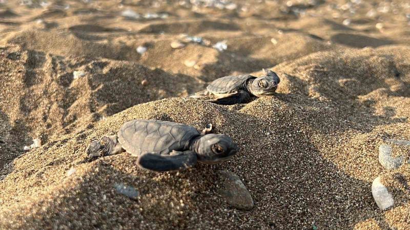 Mersin’den 100 bin yavru ’caretta caretta’ Akdeniz’le buluştu