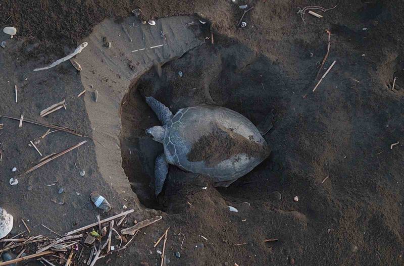 NESLİ TEHLİKE ALTINDA OLDUĞU İÇİN KORUMA ALTINDA BULUNAN 'CARETTA CARETTA' VE 'CHELONİA MYDAS' DENİZ KAPLUMBAĞALARININ ÖNEMLİ ÜREME ALANLARI OLAN MERSİN'DE YUVALAMA DÖNEMİ SONA ERDİ, BU YIL YAKLAŞIK 100 BİN YAVRU DENİZLE BULUŞTU.