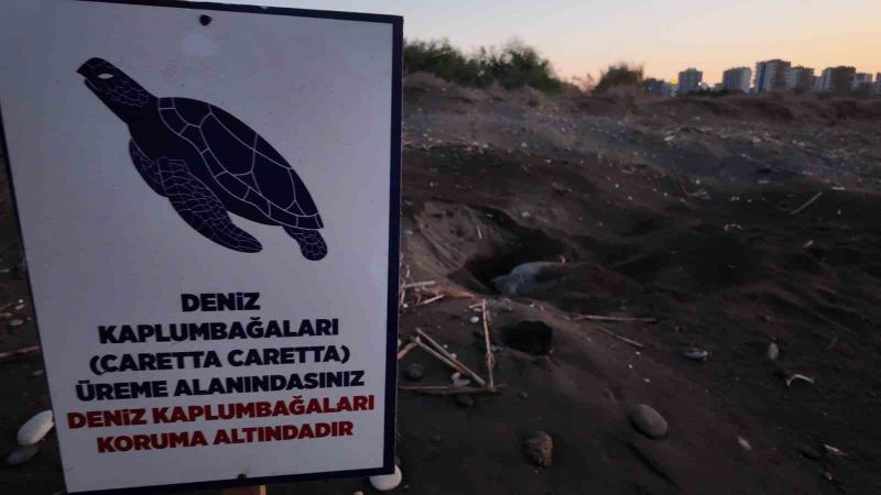 NESLİ TEHLİKE ALTINDA OLDUĞU İÇİN KORUMA ALTINDA BULUNAN 'CARETTA CARETTA' VE 'CHELONİA MYDAS' DENİZ KAPLUMBAĞALARININ ÖNEMLİ ÜREME ALANLARI OLAN MERSİN'DE YUVALAMA DÖNEMİ SONA ERDİ, BU YIL YAKLAŞIK 100 BİN YAVRU DENİZLE BULUŞTU.