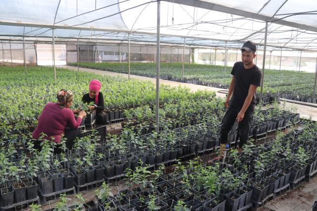 Adana'da yetiştirilen meyve fidanları 14 ülkeye ihraç ediliyor