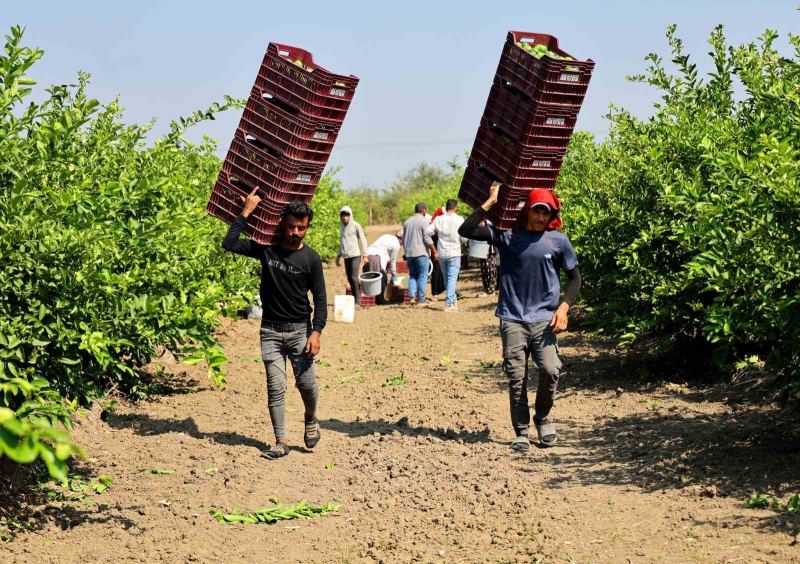 Çukurova’da tarım işçisi yevmiyeleri bin 613 lira oldu