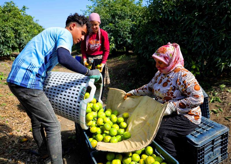 Adana’da mandalina hasadı başladı: Kilogramı dalında 8-10 liradan alıcı buluyor