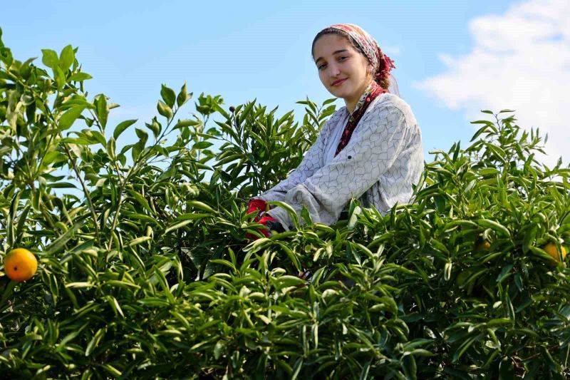 ADANA'DA MANDALİNA HASADI BAŞLADI