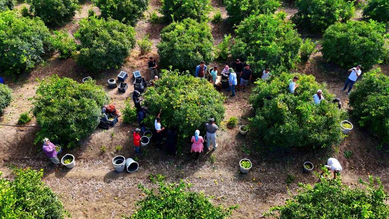 ADANA'DA MANDALİNA HASADI BAŞLADI