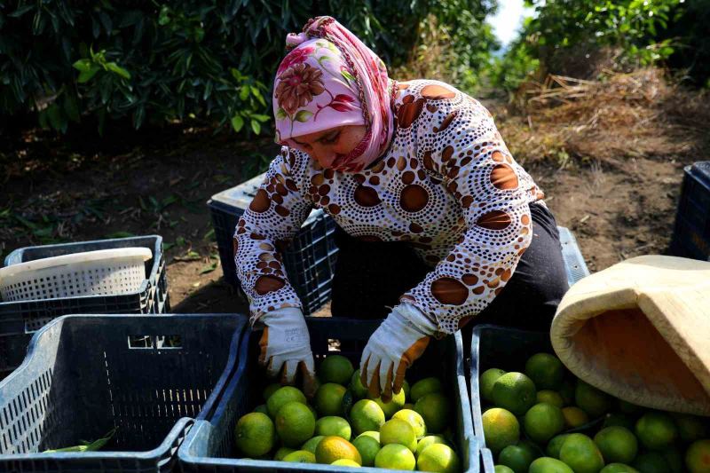 ADANA'DA MANDALİNA HASADI BAŞLADI