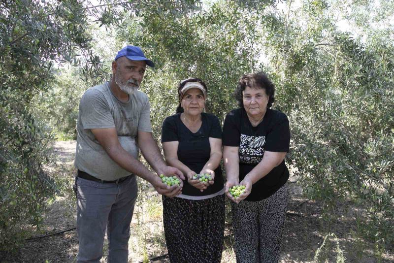 Mersin’de dağıtılan zeytin fidanları ürün verdi